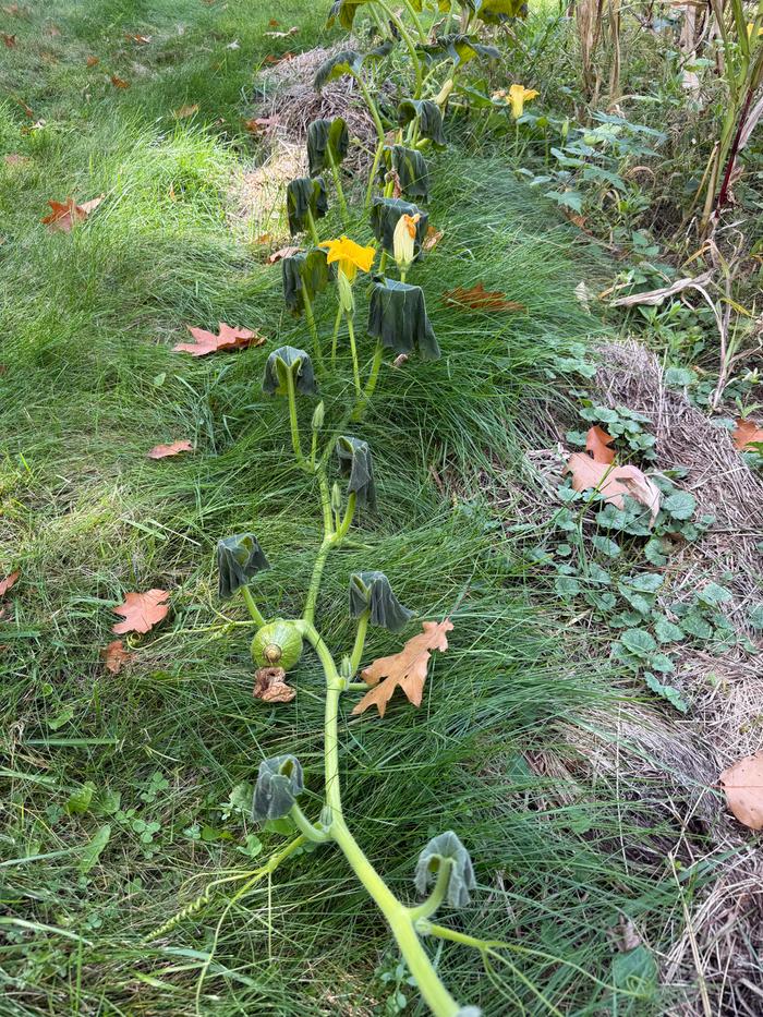 Poor squash trying to boom as it dies. 