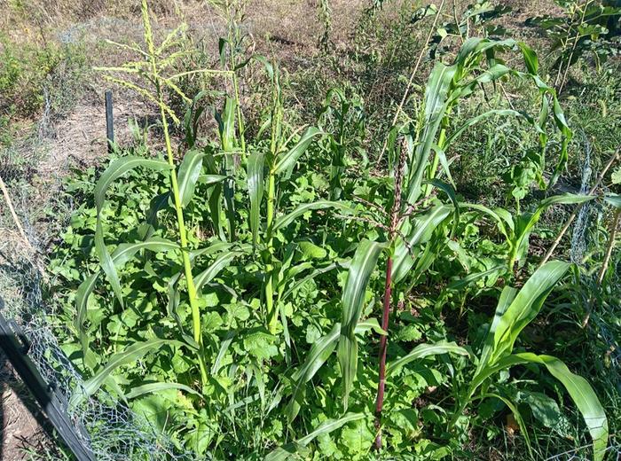 Corn and brassicas fall cover crop