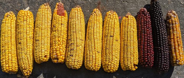 Cross pollination of corn