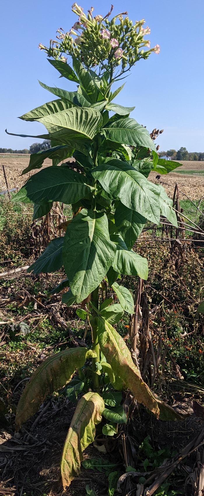 Tobacco plant