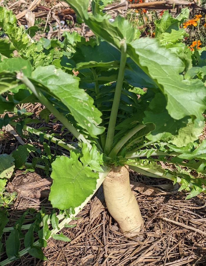 Daikon radish