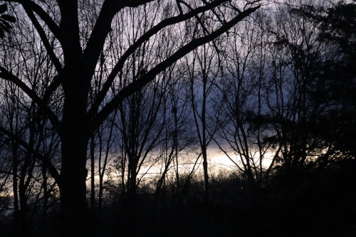 looking for stripes in nature early winter morning