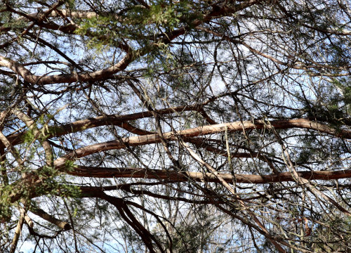 horizontal cedar branches