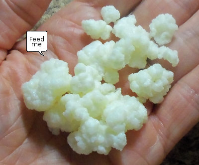 milk kefir grains