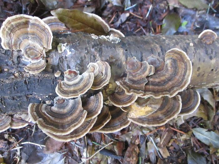 Turkey Tail