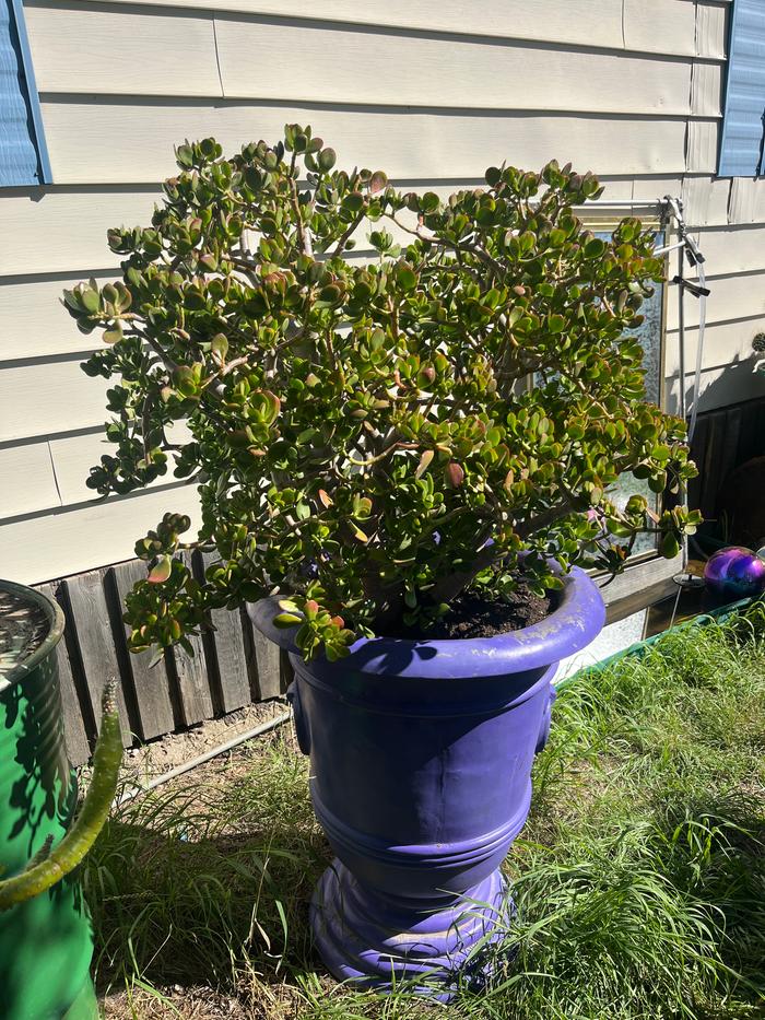 [Thumbnail for IMG_9425.jpeg]