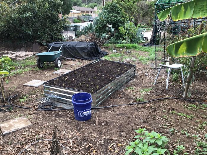 My new strawberry &amp; Cassava bed