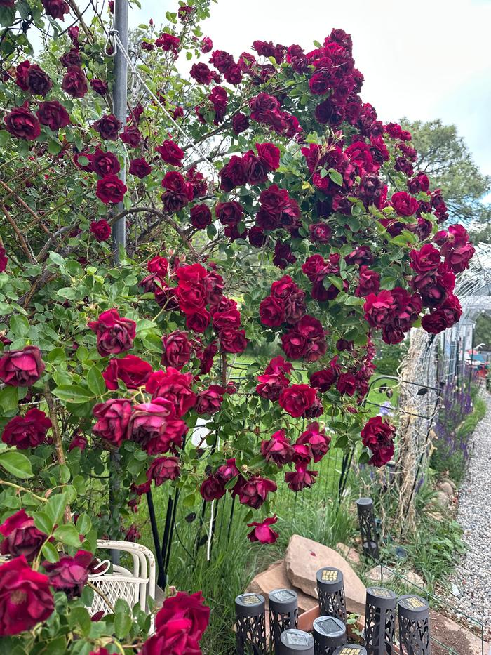 [Thumbnail for IMG_9031.jpeg]