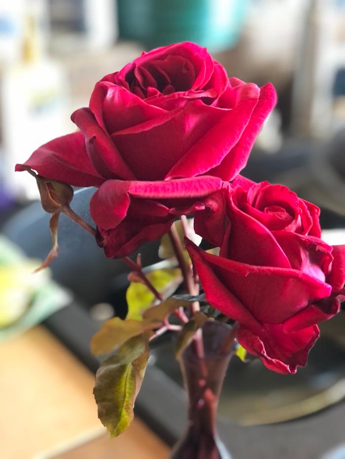 [Thumbnail for IMG_1433.jpeg]