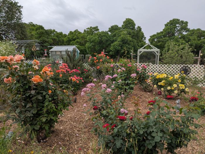 Rose garden 