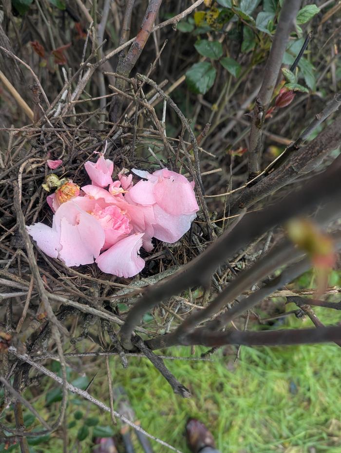 nest with a rose (this is the way I found it. I didn't put the rose in it)