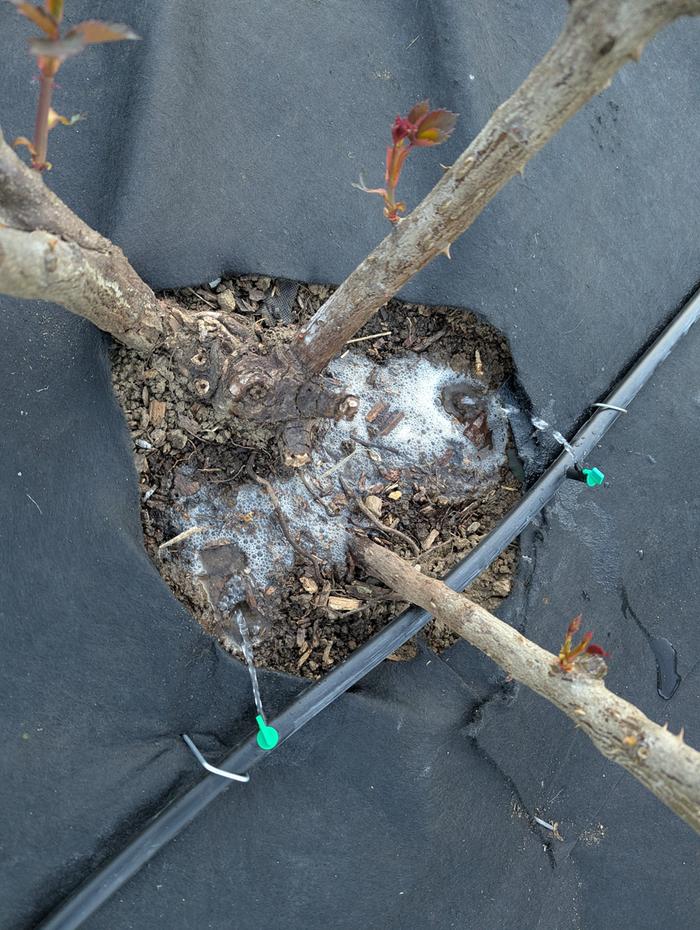 [Thumbnail for PXL_20260307_014956303.jpg]