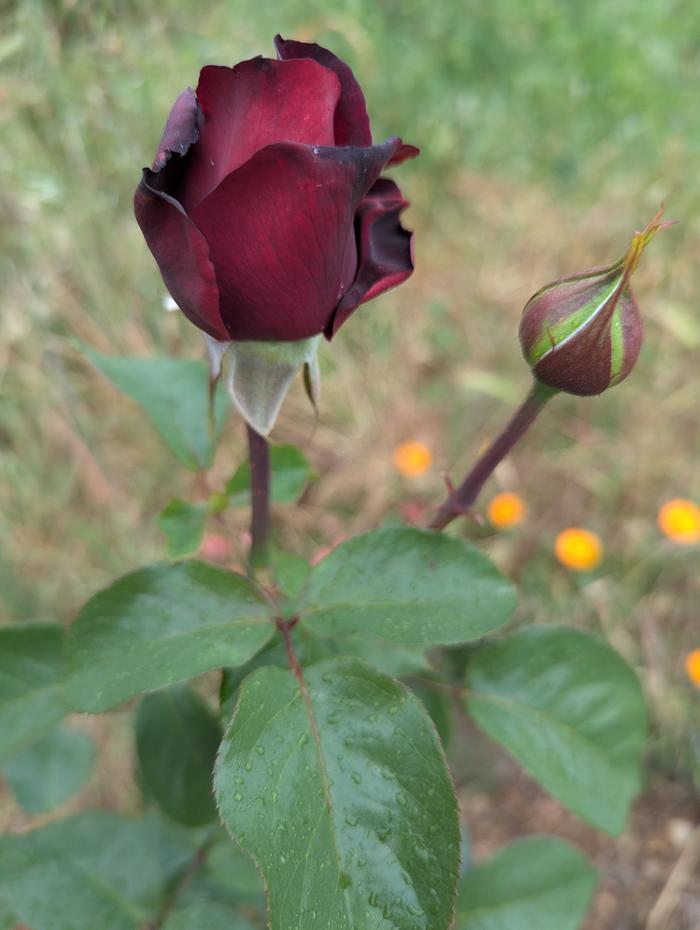 [Thumbnail for PXL_20260410_194406157.jpg]