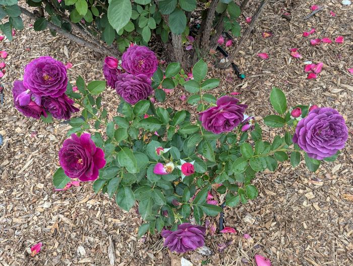 [Thumbnail for PXL_20260410_193714393.jpg]