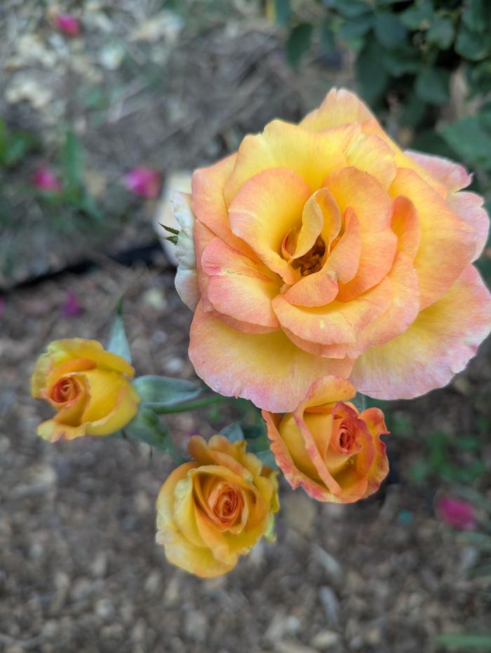 [Thumbnail for PXL_20260410_193734341.jpg]