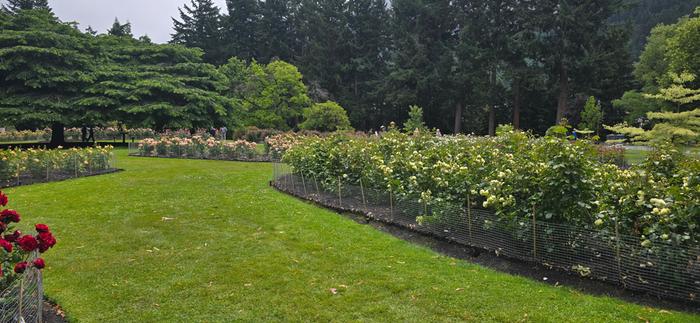 Queenstown rose garden