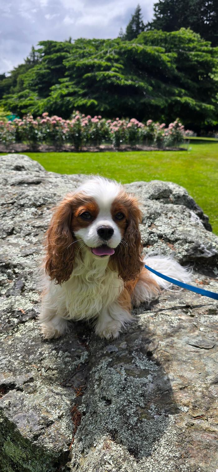 Our dog posing on a rock with the rose garden in the background