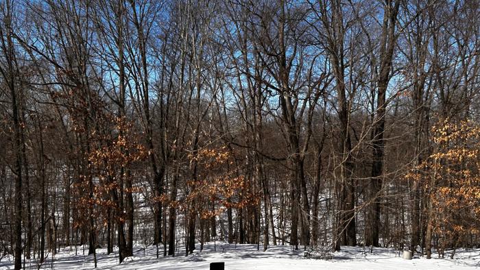 Snowy woods behind my house