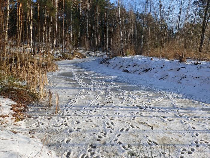 Wildlife corridor on frozen pond.
