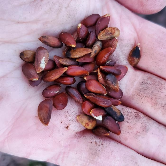 Apple seeds ready for planting!