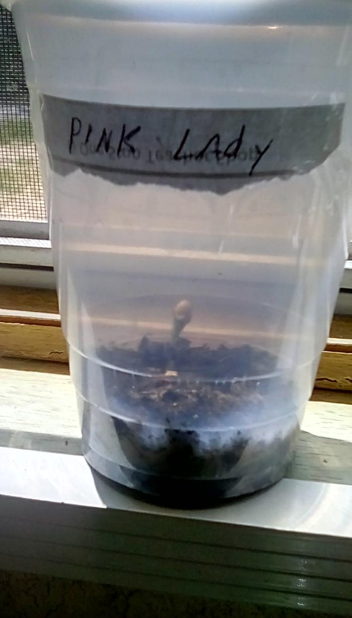 Pink lady apple seed sprouting