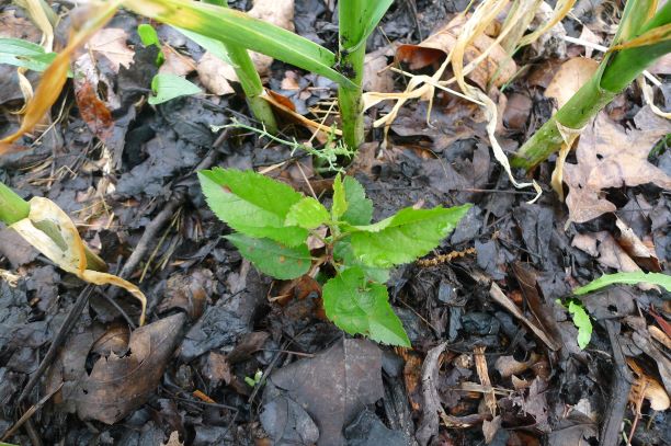 Apple seedling with cedar rust infection 