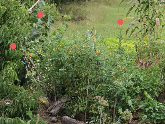 Positions of peach, mulberry and apple