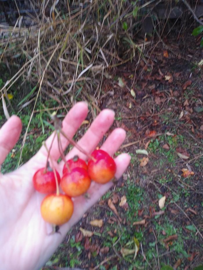 Apple and crab cross seedling with a lot of apples