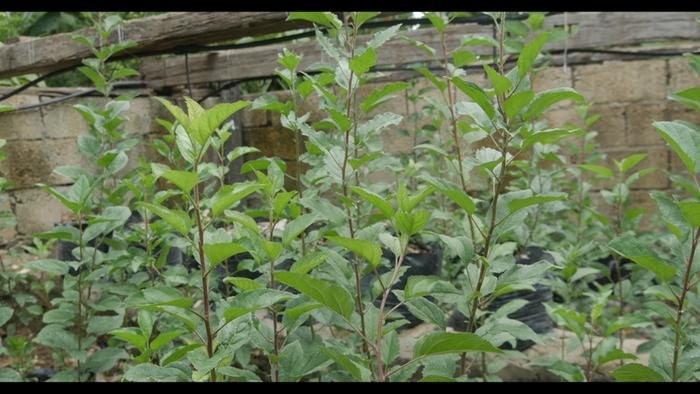 Maluseed Growers Nursery