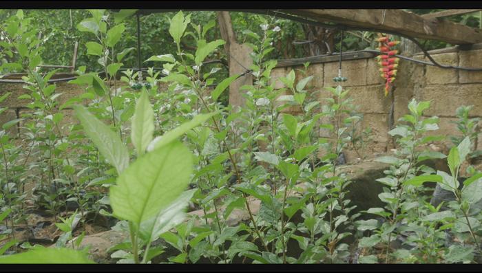 Maluseed Growers Nursery