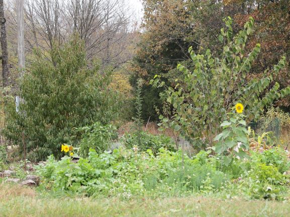First year apple, 2and year peach and 3rd year mulberry trees