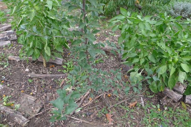 Some branching near the base