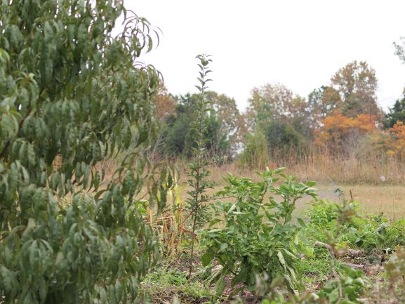 [Thumbnail for PA316160.JPG]