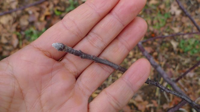 [Thumbnail for P1180925.JPG]