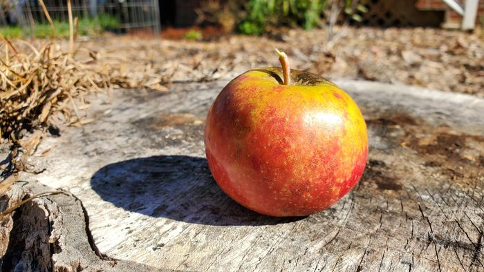 No spray apple #1 for seeds