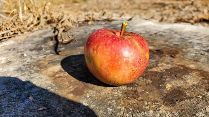 No spray apple #2 for seeds