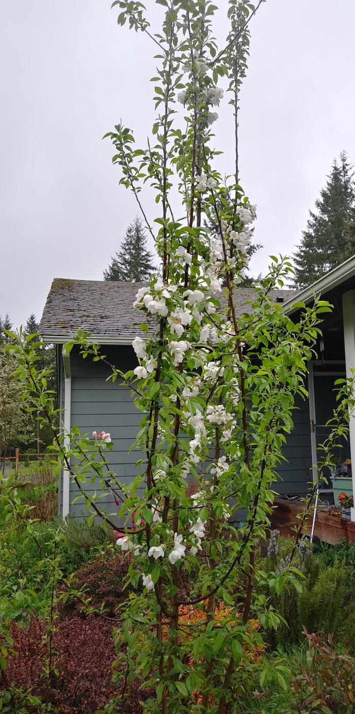 Seedling apple blossoms