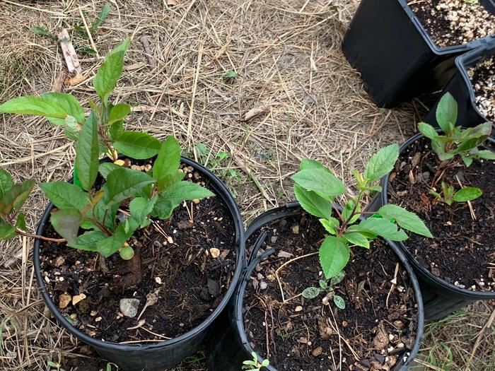 [Thumbnail for IMG_7486.jpeg]