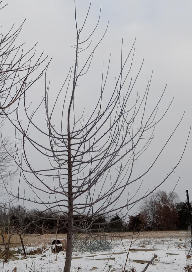 3 year old apple tree from seed