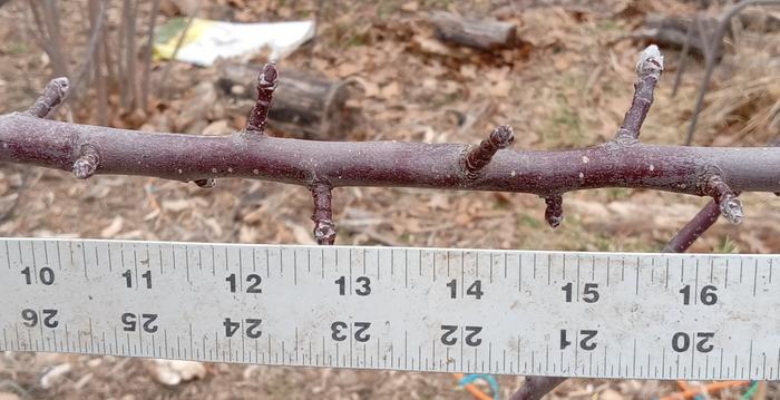 Up to 17-18 spurs per foot length of 2nd year wood