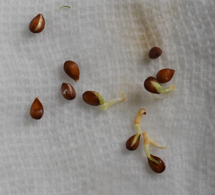 Germinated Pink Lady seeds