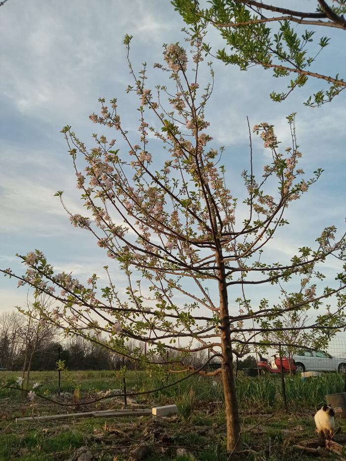 Seedling apple tree 5th season