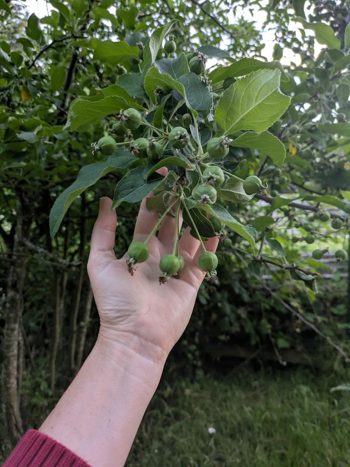 #1 "Cherry apples" These will be red and sweet in September and about double in size. 