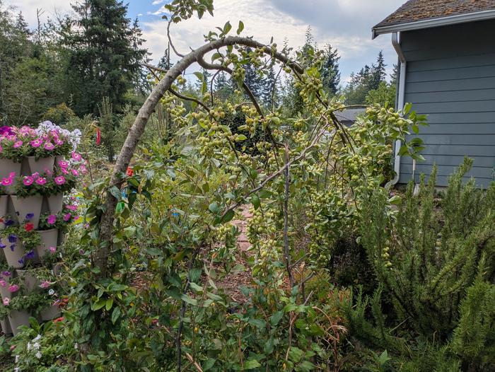 #2 Yellow-Orange apples. Yes, I let it fall over with way too much fruit but I think it looks cool to have an apple arch and I'm all about seeing what this weird seedling does. 