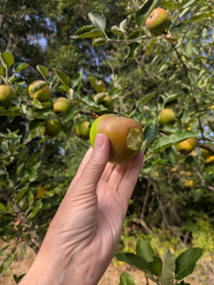 Yummy apple #3 with its tree in the background