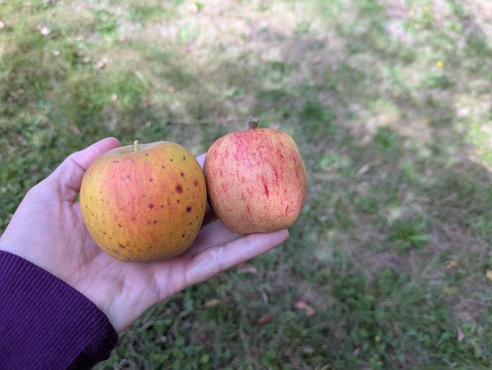 Seedling on the left, mystery graft on the right