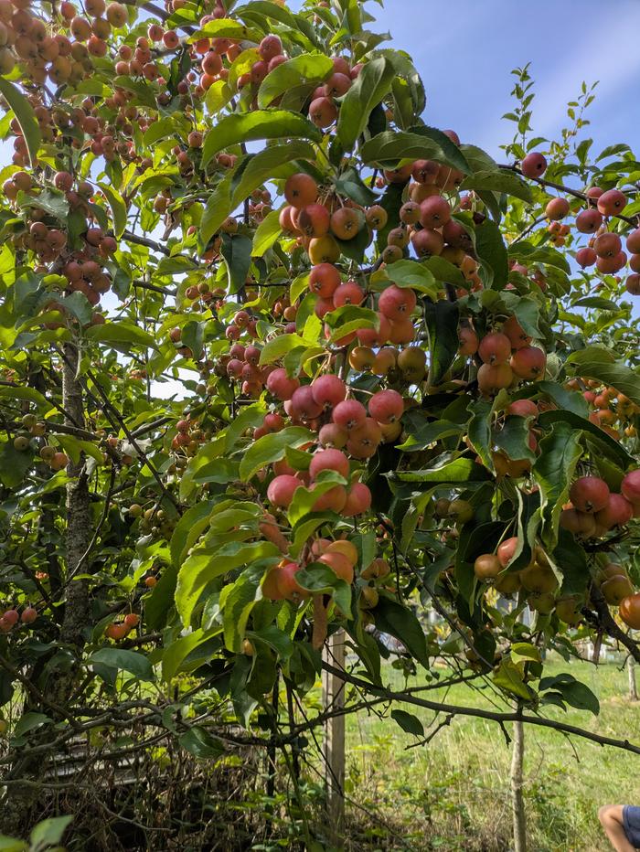 Cherry-apples