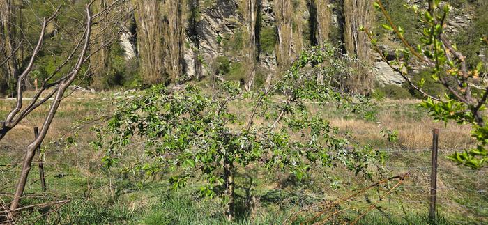 Seed grown apple on fence line