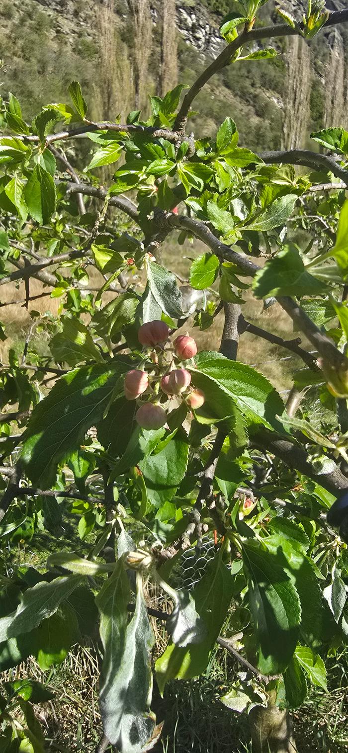 First blossoms