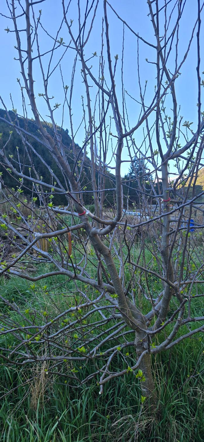 Seed grown apple tree in disused garden bed